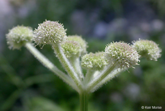 Image of <i>Sphenosciadium capitellatum</i>