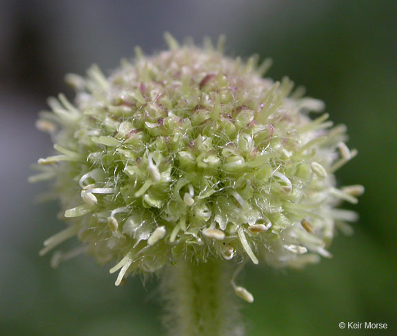 Image of <i>Sphenosciadium capitellatum</i>