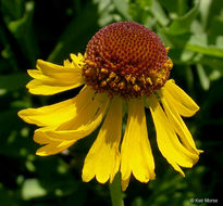 Image of Bigelow's sneezeweed