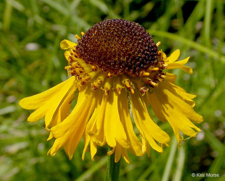 Image of Bigelow's sneezeweed