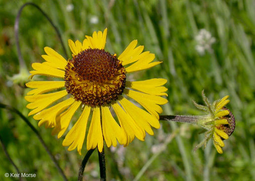 Image of Bigelow's sneezeweed