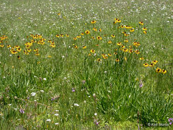 Image of Bigelow's sneezeweed