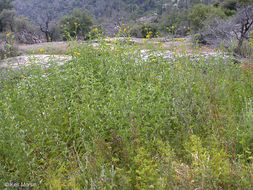 Image de Helianthus californicus DC.