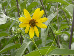 Image de Helianthus californicus DC.