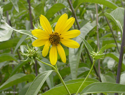 Image of California sunflower