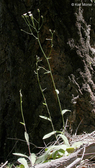 Image of white hawkweed