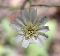 Image of white hawkweed