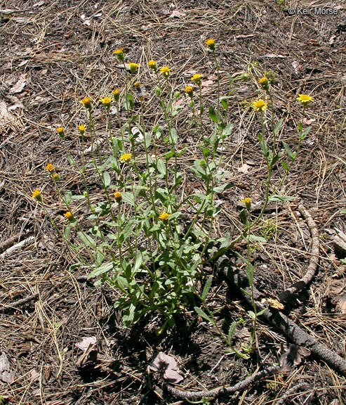 Plancia ëd Hulsea brevifolia A. Gray