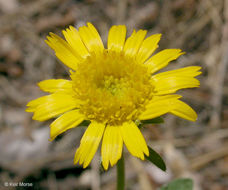 Plancia ëd Hulsea brevifolia A. Gray