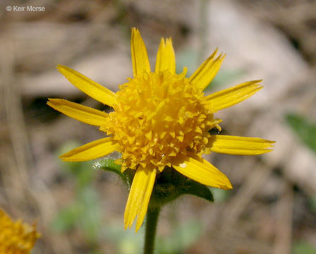 Plancia ëd Hulsea brevifolia A. Gray