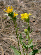 Plancia ëd Hulsea brevifolia A. Gray