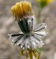 Plancia ëd Hulsea brevifolia A. Gray