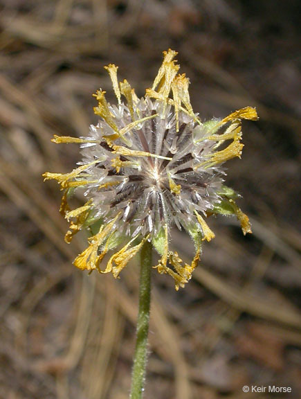 Plancia ëd Hulsea brevifolia A. Gray