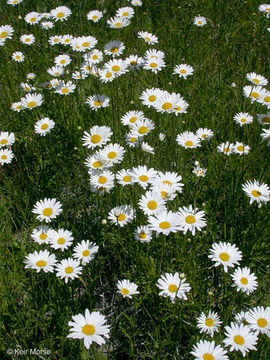 Слика од Leucanthemum vulgare Lam.