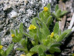 Image de Hemizonella minima (A. Gray) A. Gray