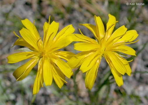 Image of nodding microseris