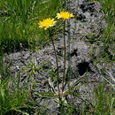 Sivun Phalacroseris bolanderi A. Gray kuva