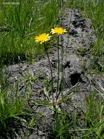 Image of Bolander's Mock Dandelion