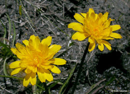 Sivun Phalacroseris bolanderi A. Gray kuva