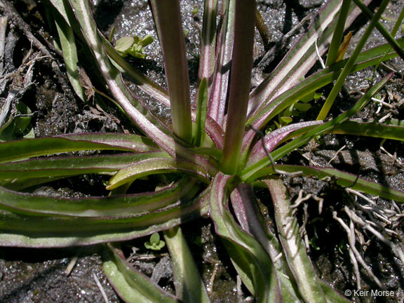 Sivun Phalacroseris bolanderi A. Gray kuva