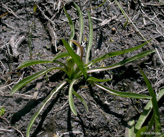 Sivun Phalacroseris bolanderi A. Gray kuva