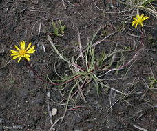 Imagem de Pyrrocoma apargioides (A. Gray) Greene