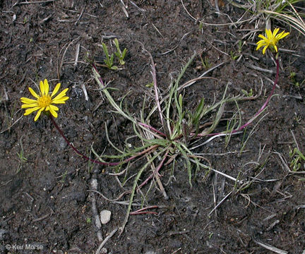 Imagem de Pyrrocoma apargioides (A. Gray) Greene