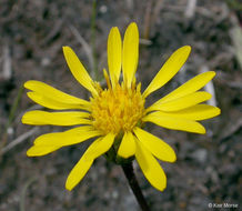 Imagem de Pyrrocoma apargioides (A. Gray) Greene