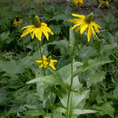 Rudbeckia californica A. Gray的圖片