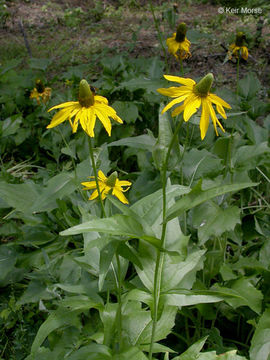 Rudbeckia californica A. Gray的圖片