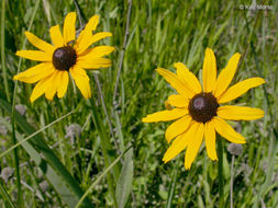 Sivun Rudbeckia hirta var. pulcherrima Farw. kuva