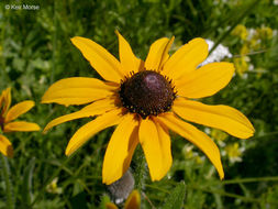 Sivun Rudbeckia hirta var. pulcherrima Farw. kuva