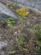 Image of rayless ragwort