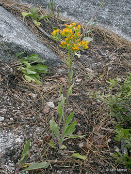 Senecio aronicoides DC. resmi