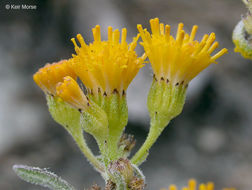 Image of rayless ragwort