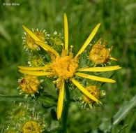 Image of Clark's Ragwort