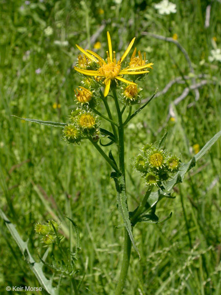 Image of Clark's Ragwort