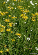 Image of Clark's Ragwort