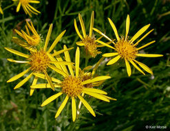 Image of Clark's Ragwort