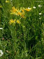 Image of Clark's Ragwort