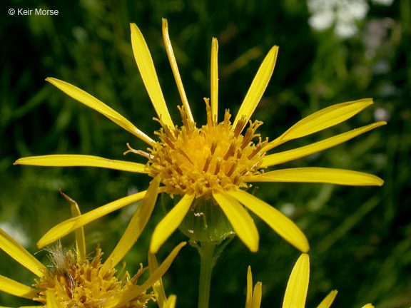 Image of Clark's Ragwort