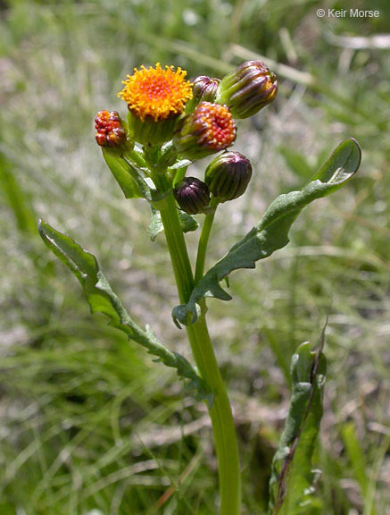 Image of Rayless Alpine Groundsel