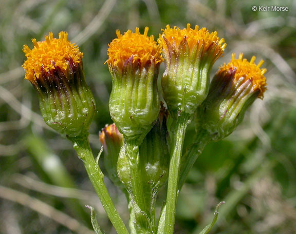 Image of Rayless Alpine Groundsel