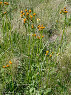 Image of Rayless Alpine Groundsel