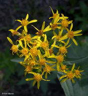 Imagem de Senecio triangularis Hook.