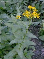 Image of arrowleaf ragwort