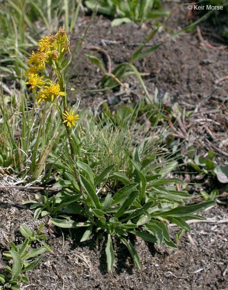 Image of Rocky Mountain goldenrod