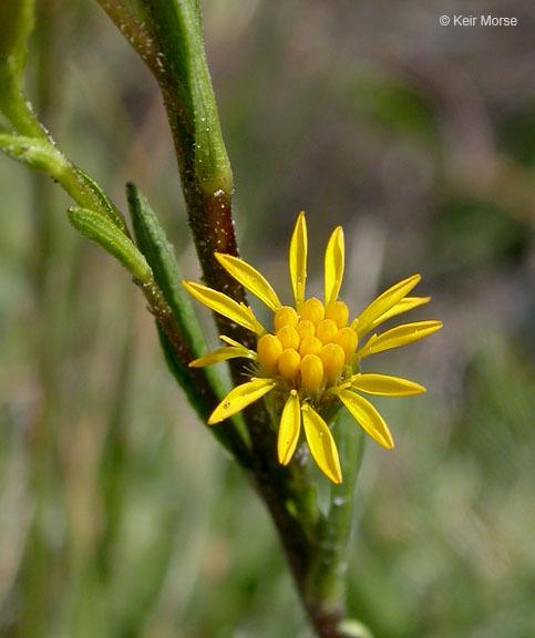 Image of Rocky Mountain goldenrod