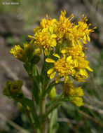 Image of Rocky Mountain goldenrod