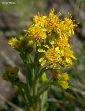 Image of Rocky Mountain goldenrod